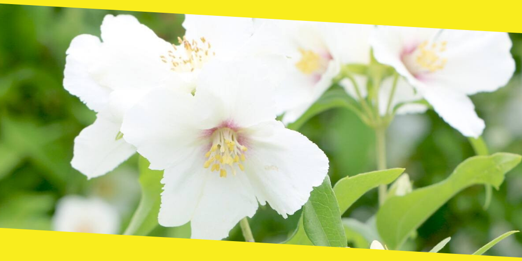 Best Flowering Shrub for Full Sun