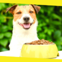 How to Choose the Right Food for Your Dog