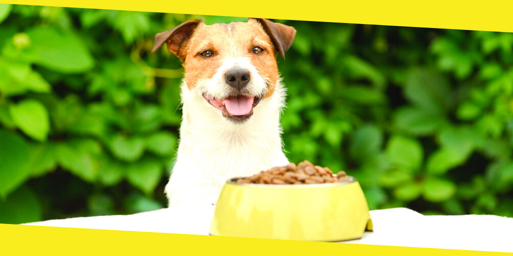 How to Choose the Best Food for Dog