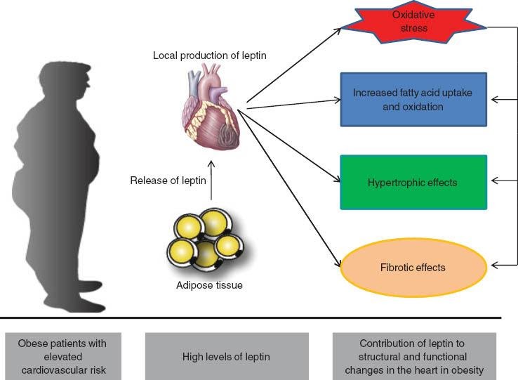 Obesity Leptin 