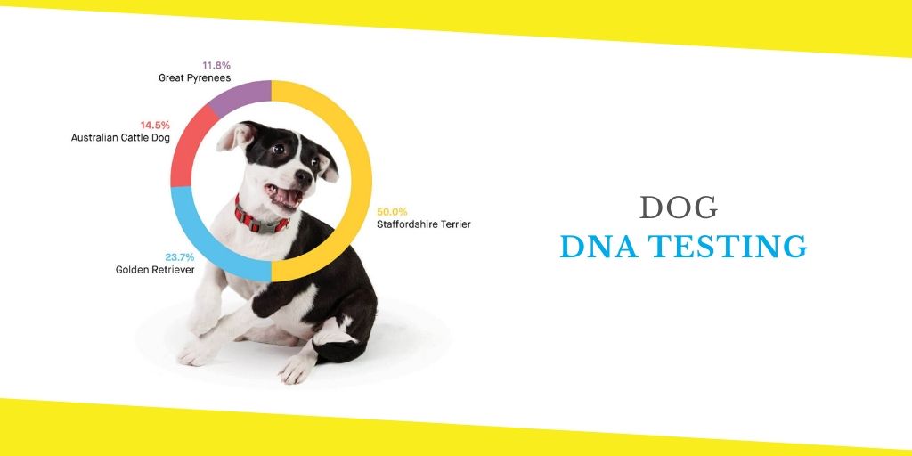 Dog DNA Test