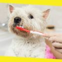 How to Choose the Best Toothbrush for Your Dog