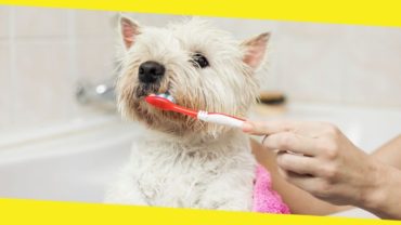 How to Choose the Best Toothbrush for Your Dog