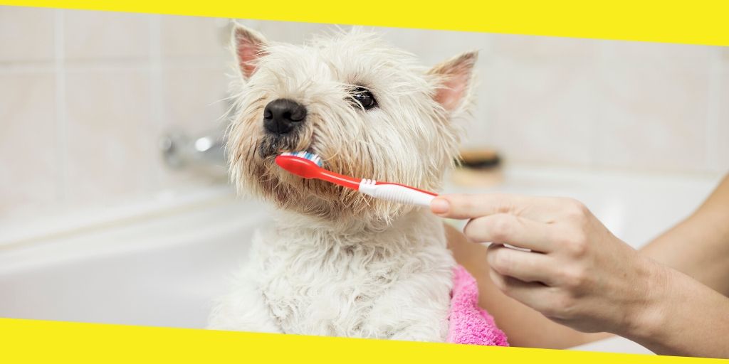 best toothbrush for your dog