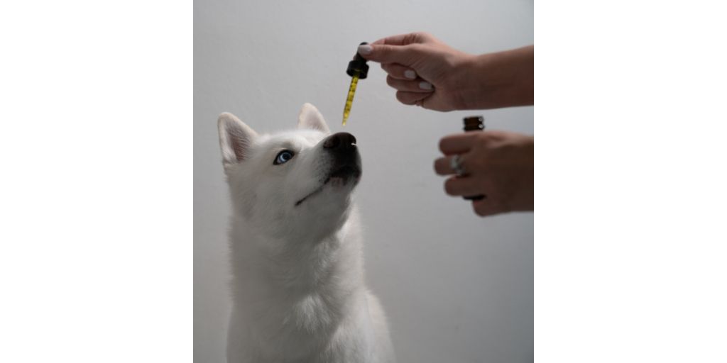 Can You Give CBD Oil for Dogs and Cats?