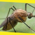 Diseases Transmitted by Insects and Pests