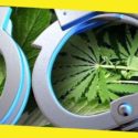 What to Do if You Are Arrested for Marijuana Possession