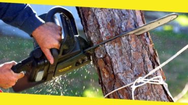 How to Choose the Best Tree Removal Service