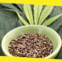 How Deep to Plant Marijuana Seeds