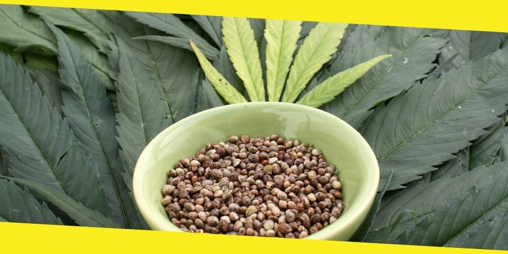 planting marijuana seeds