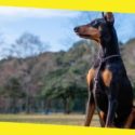 Dog Training – Top 5 Breeds That Listen & Learn