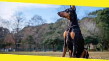 Dog Training – Top 5 Breeds That Listen & Learn
