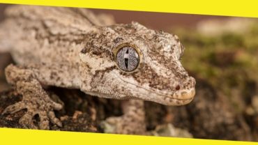 How to Feed and Take Care of a Gargoyle Gecko