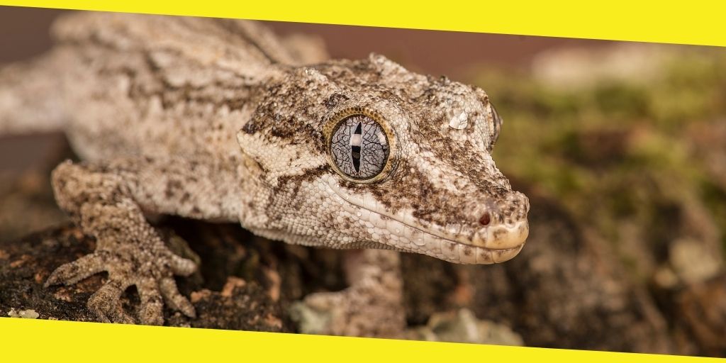 How to Take Care of a Gargoyle Gecko