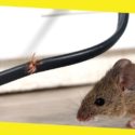 How to Get Rid of Mice in Your House?