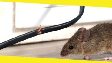 How to Get Rid of Mice in Your House?