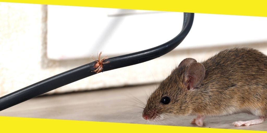Tips to Get Rid of Mice in Your House