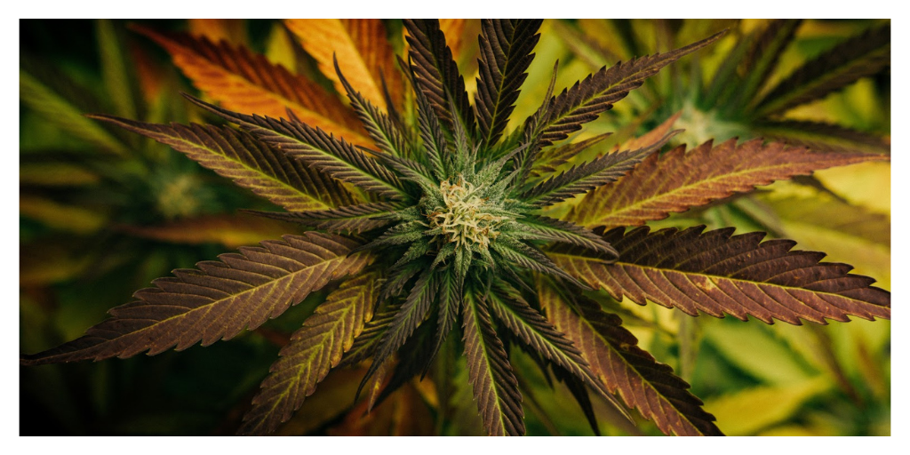 Difference Between CBD and THC Compounds and Their Edibles