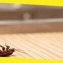 How To Identify Signs of Pest Activity In Your Home
