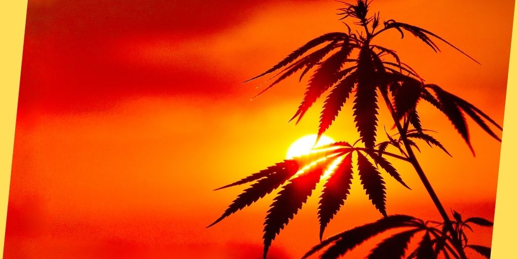 Legally Grow Marijuana At Home