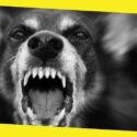 What to Do if Your Dog Starts Barking at Night All of a Sudden 