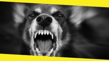 What to Do if Your Dog Starts Barking at Night All of a Sudden 
