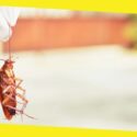 3 Effective Ways to Get Rid of Cockroaches