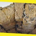 Mushrooms Bricks Can Replace Concrete