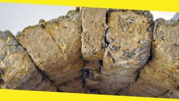 Mushrooms Bricks Can Replace Concrete