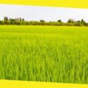 Rice Exporter Thailand Prioritizing Quality with Variety