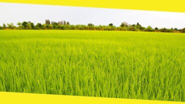 Rice Exporter Thailand Prioritizing Quality with Variety