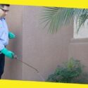 How to Keep Your Homes Safe and Secure from Pest in Boise?