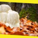 What Is the Lion’s Mane Mushroom and Why Is It Beneficial to Your Health? 
