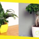 Top 6 Indoor Plants You Should Go for