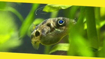 The Last Cutest Fish That You Miss From Your Aquarium Tank