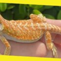 How Much Does a Pet Lizard Cost?