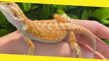 How Much Does a Pet Lizard Cost?