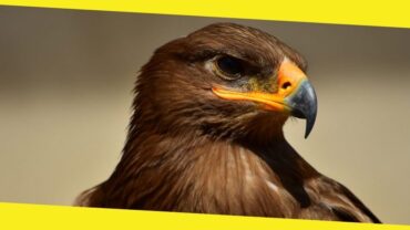 Why Are There So Many Bible Verses About Eagles?