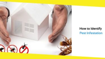How to Identify Pest Infestation in Georgetown Houses?