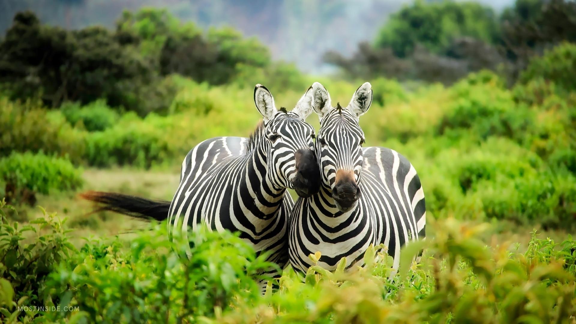 Safari Honeymoon