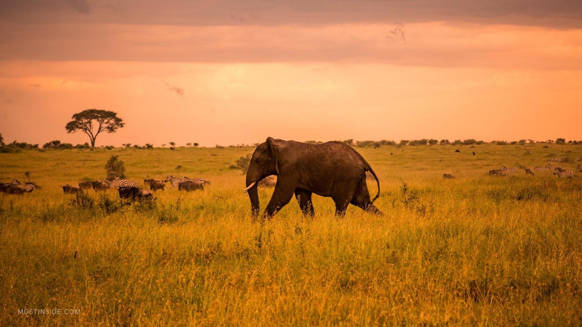 Romantic Places in Africa for a Safari Honeymoon