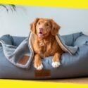 How To Select the Right Dog Bed for Your Pet