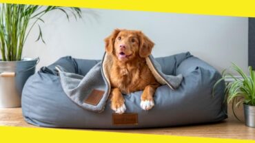 How To Select the Right Dog Bed for Your Pet