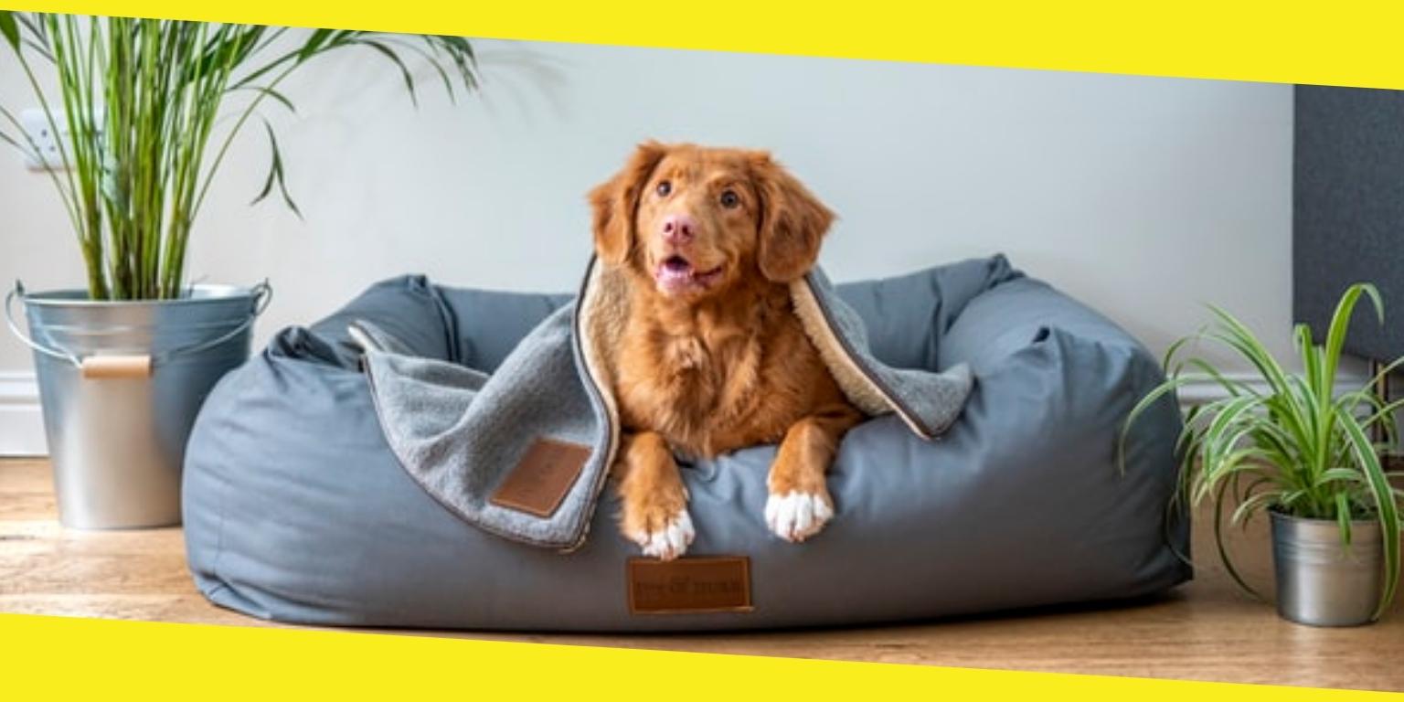 Right Dog Bed for Your Pet