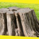 Why You Must Dig Out Old Tree Stumps