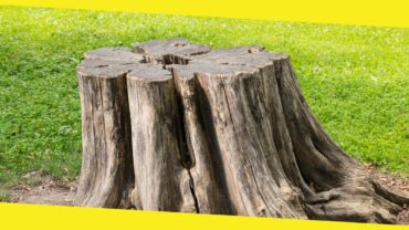 Why You Must Dig Out Old Tree Stumps