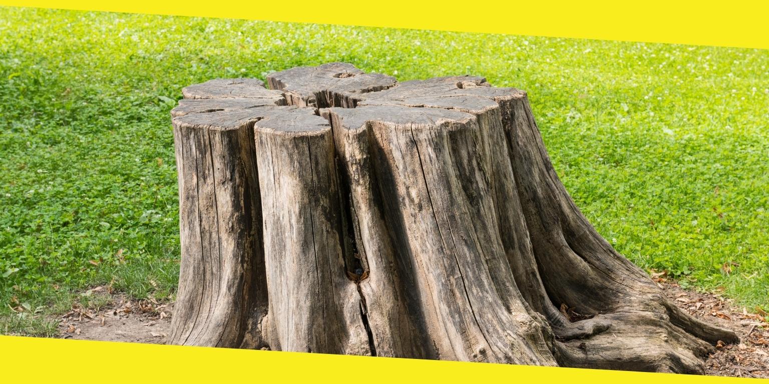 Dig Out Old Tree Stumps