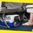 Flying with Pets: The Best Tips for Flying