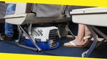 Flying with Pets: The Best Tips for Flying