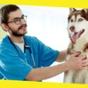 Canine Care: Essential Tips To Ensure The Health And Safety of Your Pets